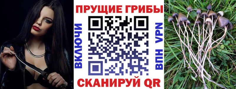 цены наркотик  Чита  Псилоцибиновые грибы Cubensis 
